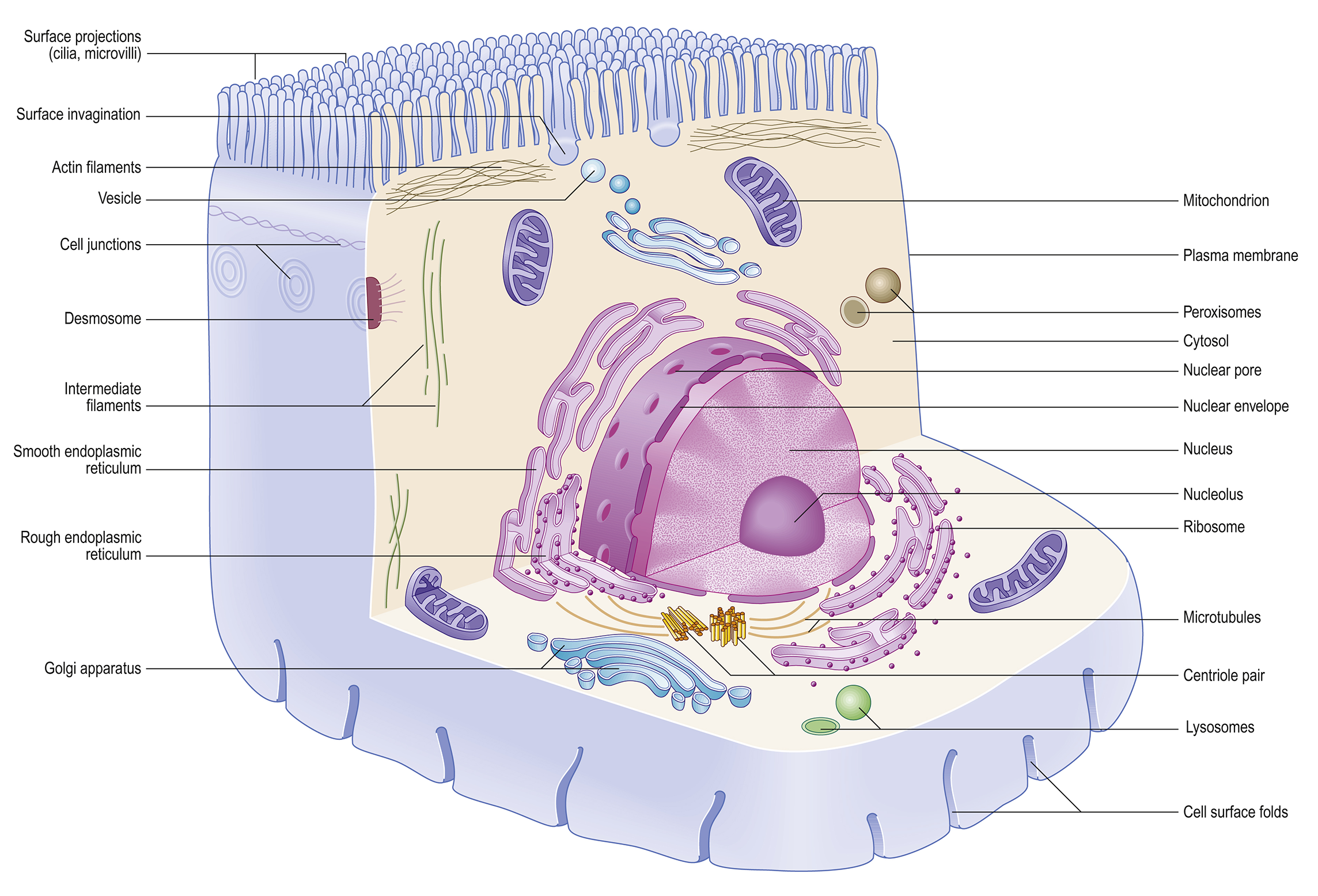 Basic structure and function of Cell Structure General characteristics of cells Cellular organization cells