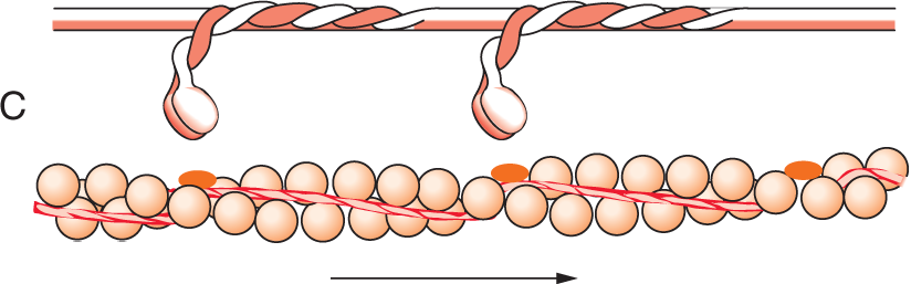 Myosin head movement C