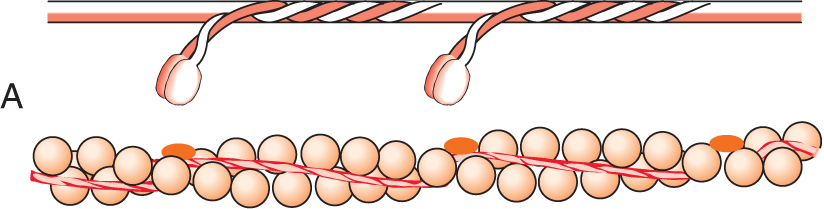 Myosin head movement A