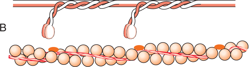 Myosin head movement B