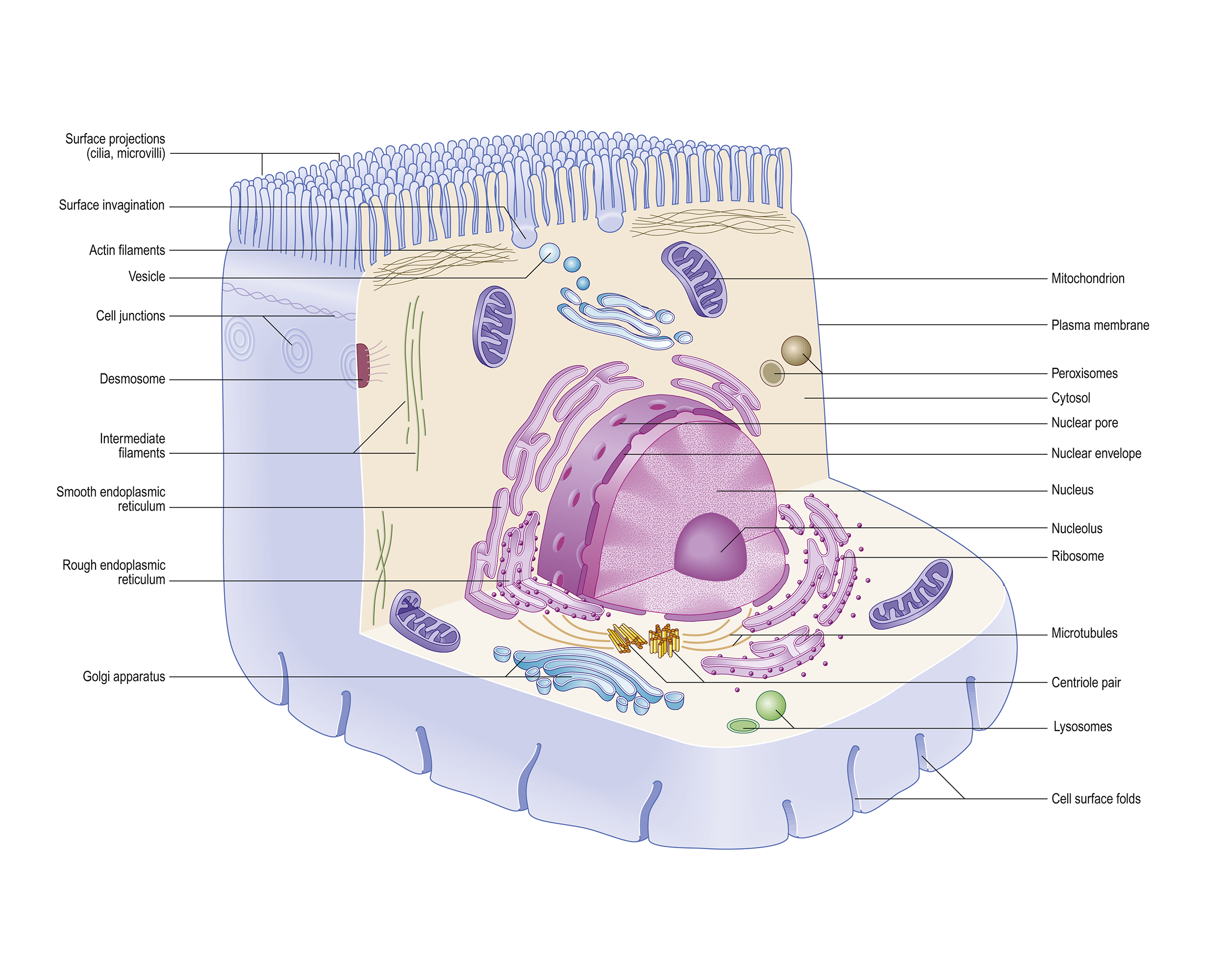 Basic structure and function of Cell Structure General characteristics of cells Cellular organization cells