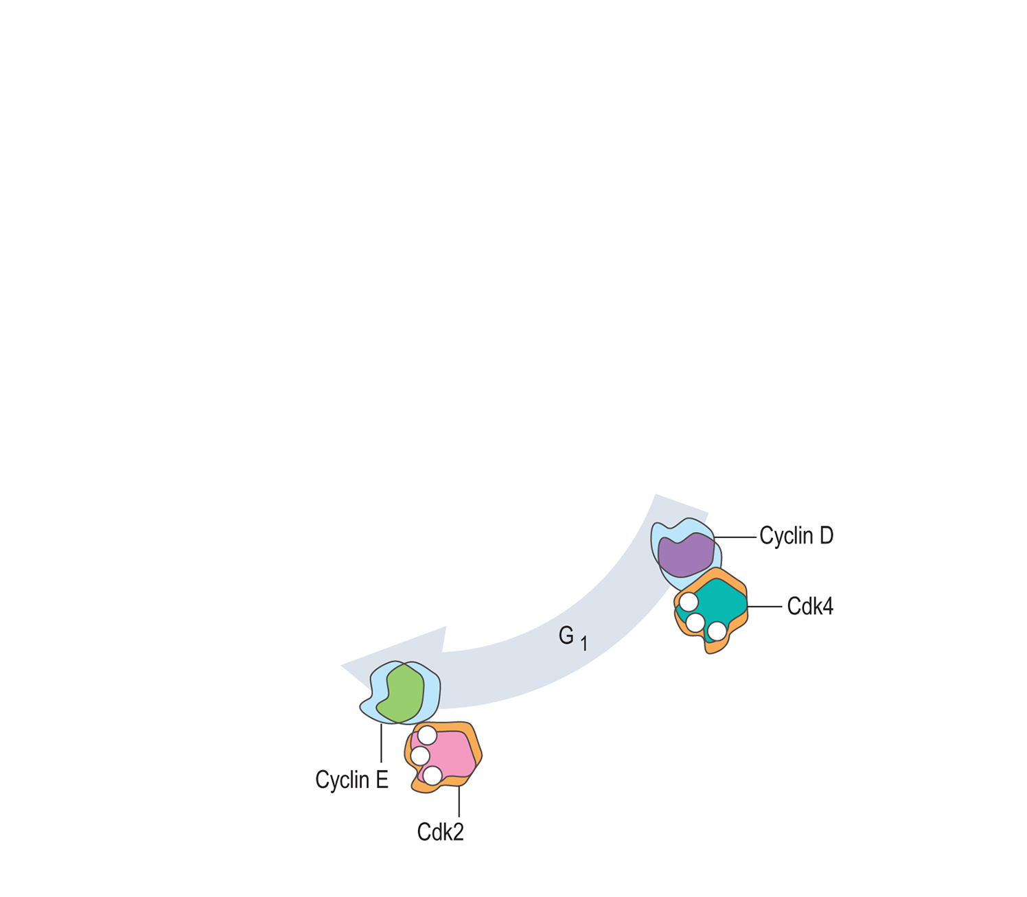 Myosin head movement A