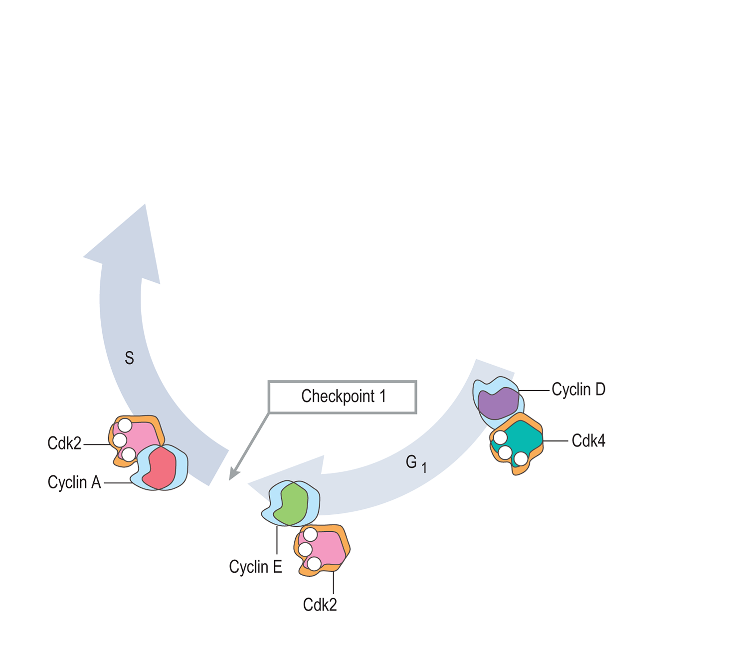 Myosin head movement B