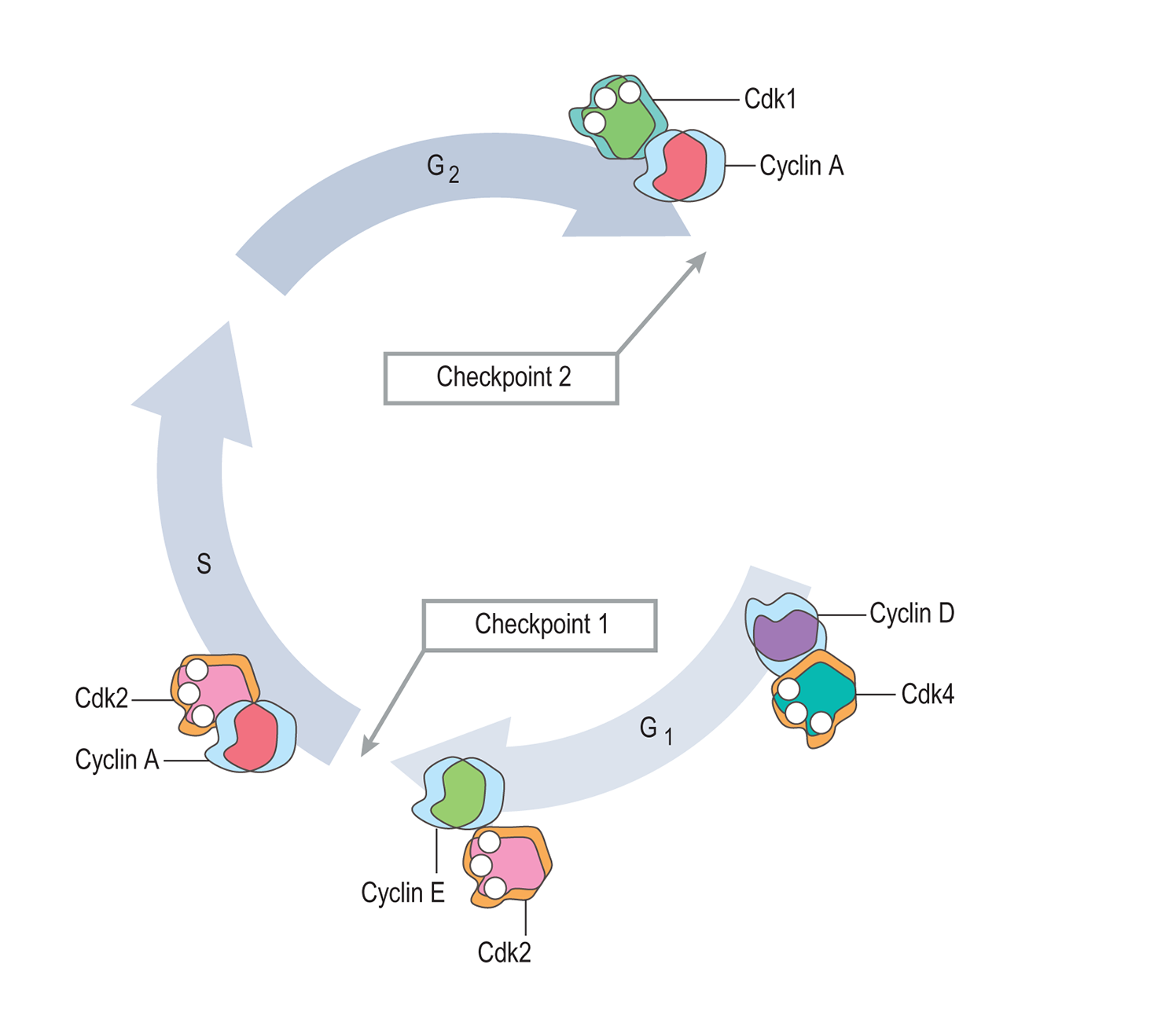 Myosin head movement C