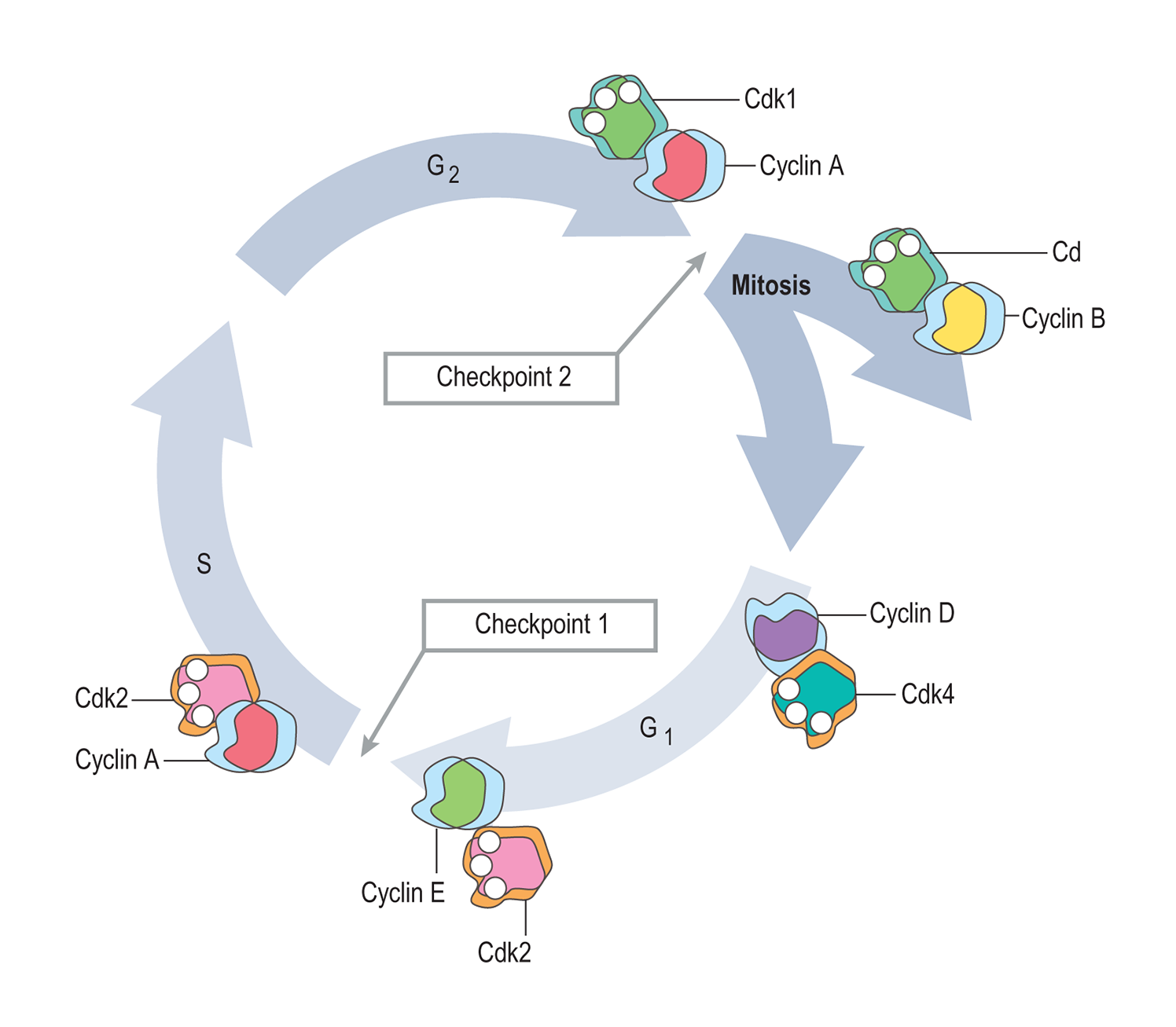 Myosin head movement D