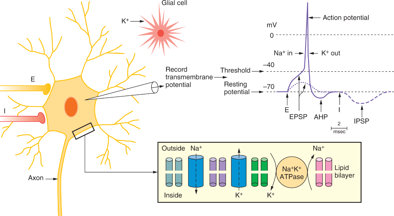 Cellular Electrophysiology