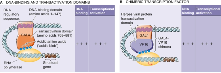 DNA Binding Transactivation Domains and Chimeric Transcription Factor