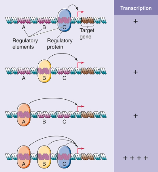 Synergism of transcriptional activators.