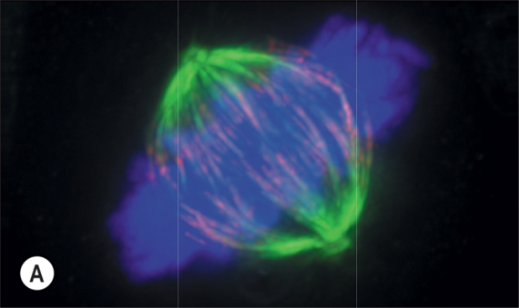 A Cell Division and the Cell Cycle