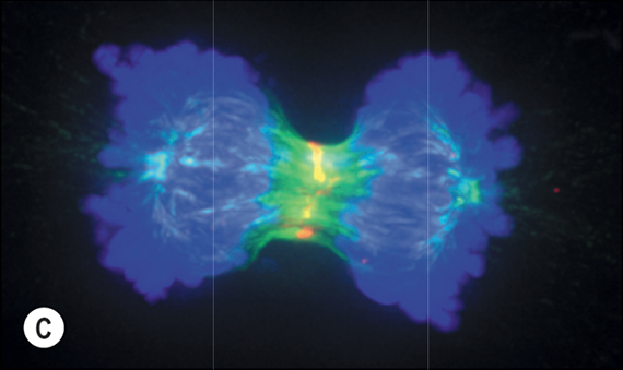 C Cell Division and the Cell Cycle