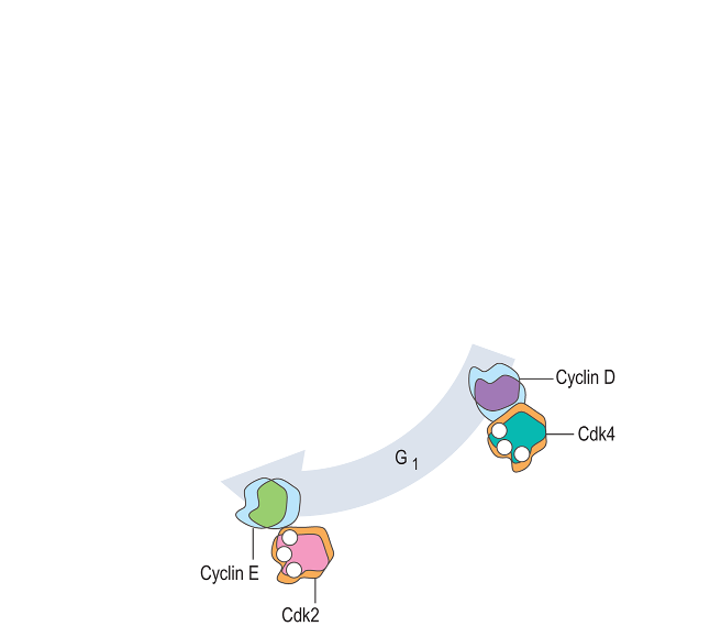 Myosin head movement A