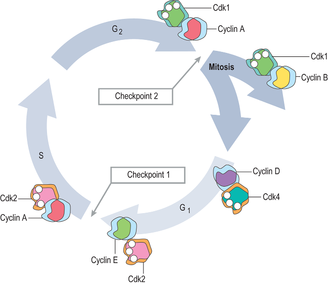 Myosin head movement D