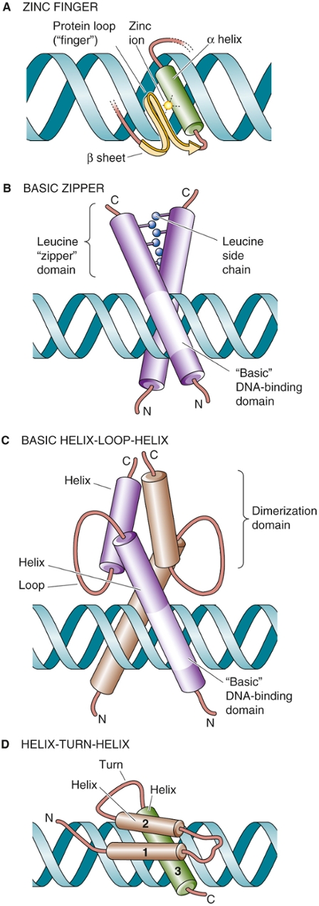 Structures of Transcription factors