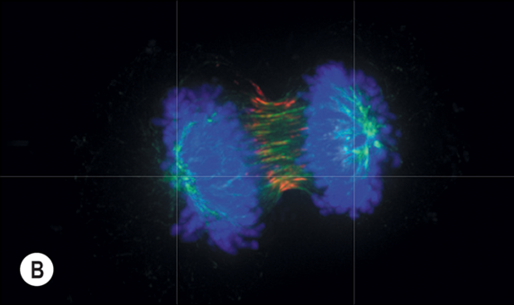 B Cell Division and the Cell Cycle