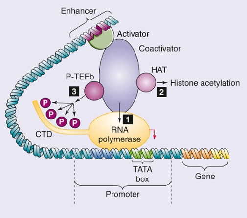  Mechanisms of transcriptional activation