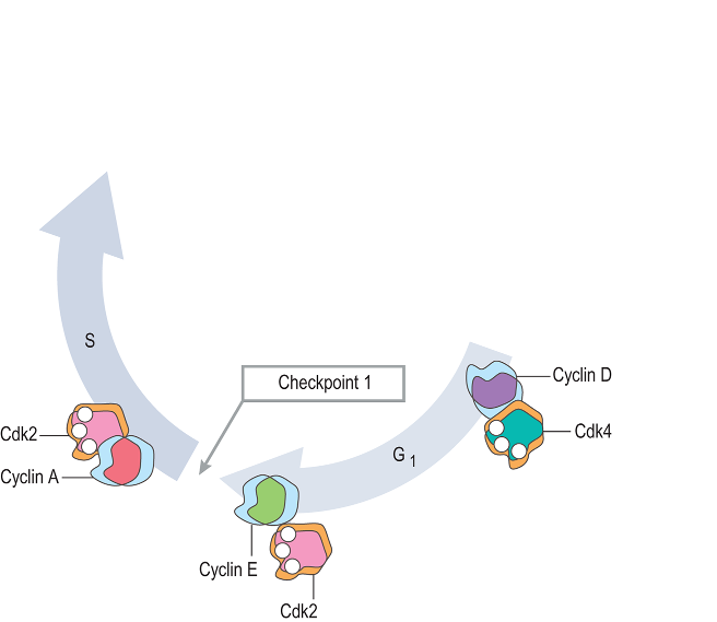 Myosin head movement B