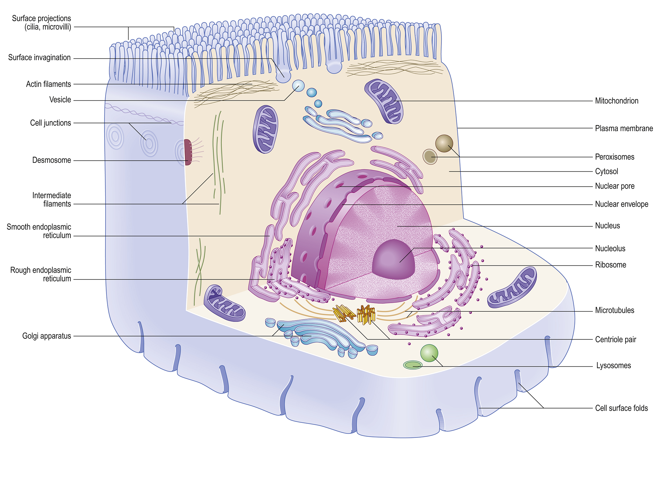 Basic structure and function of Cell Structure General characteristics of cells Cellular organization cells