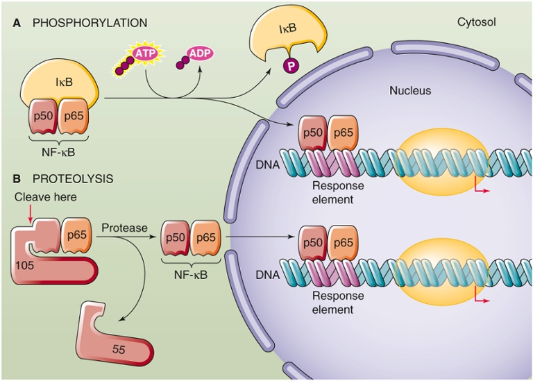 Phosphorylation and Proteolysis regulate transcription factor