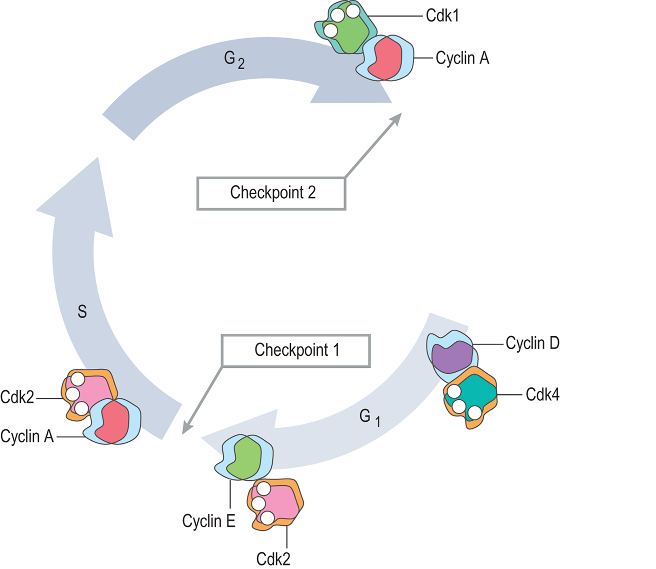 Myosin head movement C